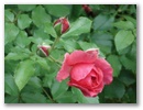 dsc00077.jpg