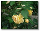dsc00084.jpg