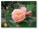 dsc00085.jpg