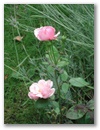 dsc00087.jpg