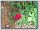 dsc00098.jpg