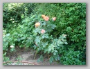dsc00131.jpg