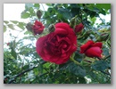 dsc00172.jpg