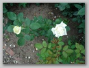 dsc00192.jpg