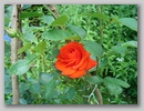 dsc00219.jpg