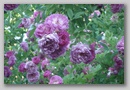 dsc03279.jpg