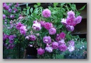 dsc03287.jpg