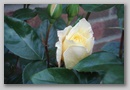 dsc03298.jpg