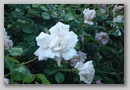 dsc03311.jpg