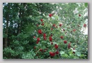dsc03367.jpg